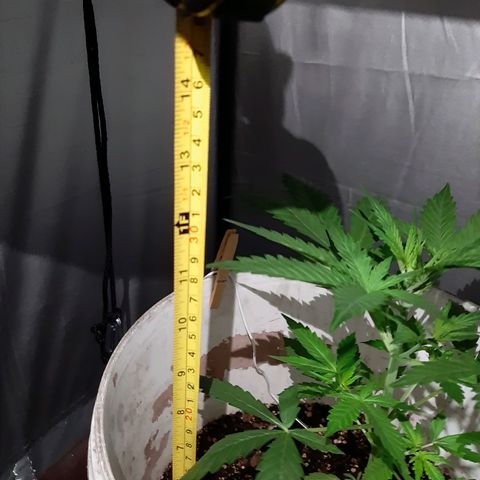 Assorted auto buddha seed  growlog timeline photo