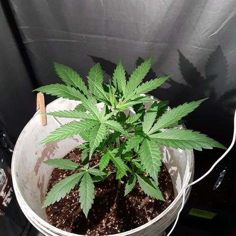 Assorted auto buddha seed  growlog timeline photo