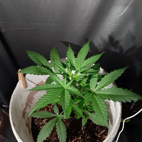 Assorted auto buddha seed  growlog timeline photo