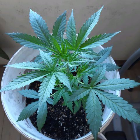 Assorted auto buddha seed  growlog timeline photo