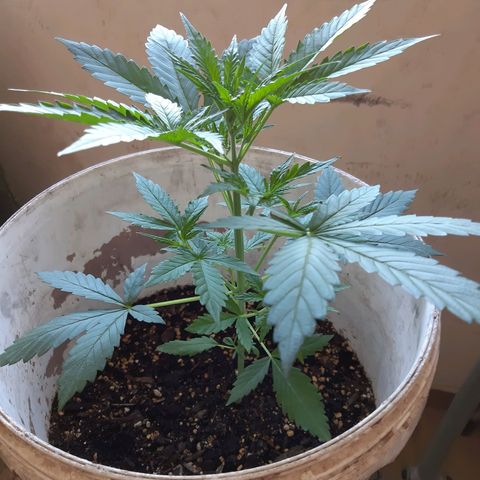 Assorted auto buddha seed  growlog timeline photo