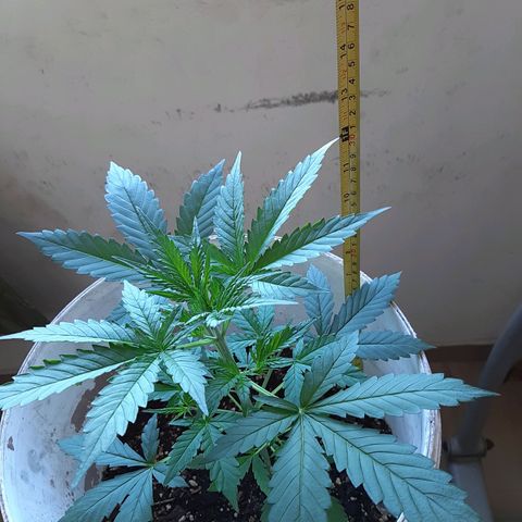 Assorted auto buddha seed  growlog timeline photo
