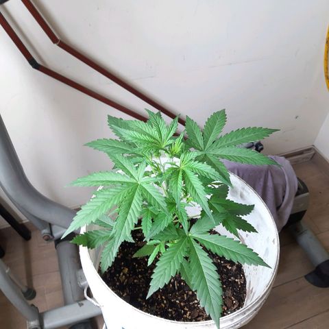 Assorted auto buddha seed  growlog timeline photo