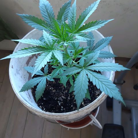 Assorted auto buddha seed  growlog timeline photo