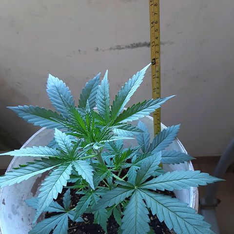 Assorted auto buddha seed  growlog timeline photo