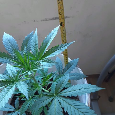 Assorted auto buddha seed  growlog timeline photo