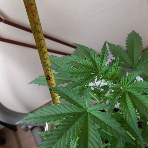 Assorted auto buddha seed  growlog timeline photo