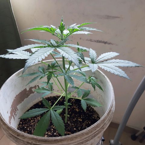 Assorted auto buddha seed  growlog timeline photo