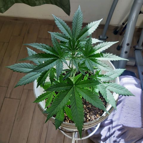 Assorted auto buddha seed  growlog timeline photo