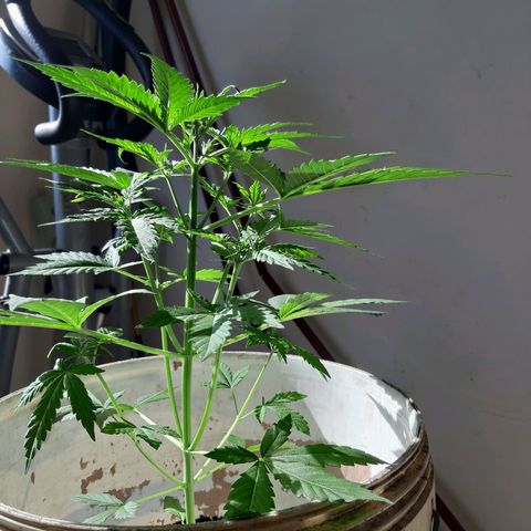 Assorted auto buddha seed  growlog timeline photo