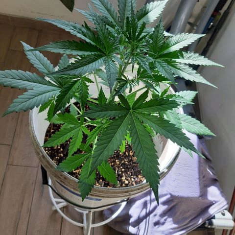 Assorted auto buddha seed  growlog timeline photo