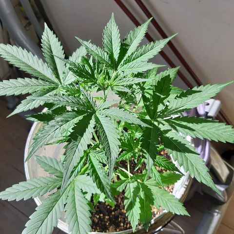 Assorted auto buddha seed  growlog timeline photo