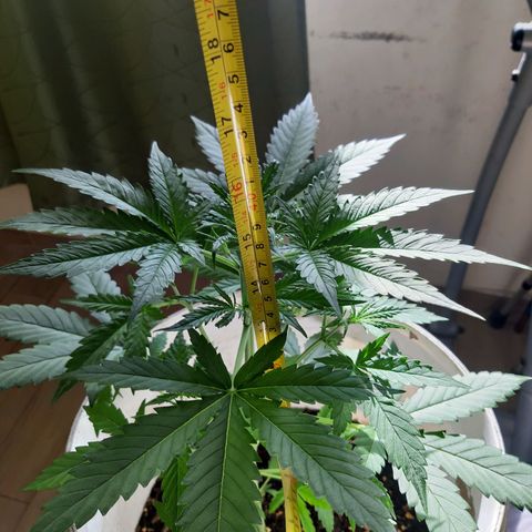Assorted auto buddha seed  growlog timeline photo