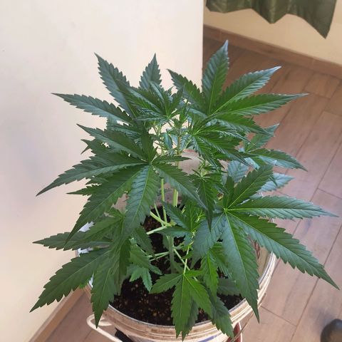 Assorted auto buddha seed  growlog timeline photo