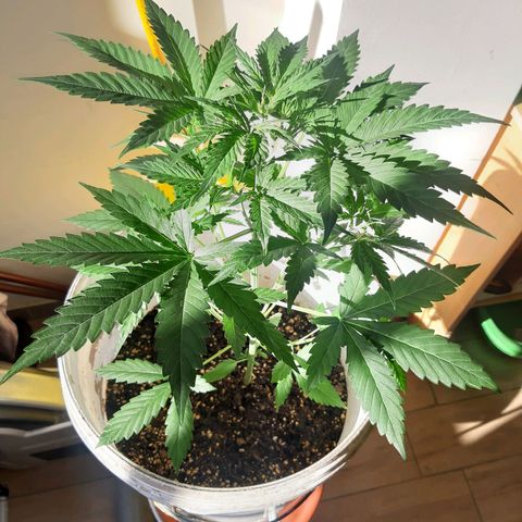 Assorted auto buddha seed  growlog timeline photo
