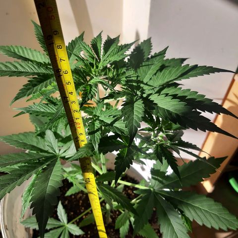 Assorted auto buddha seed  growlog timeline photo