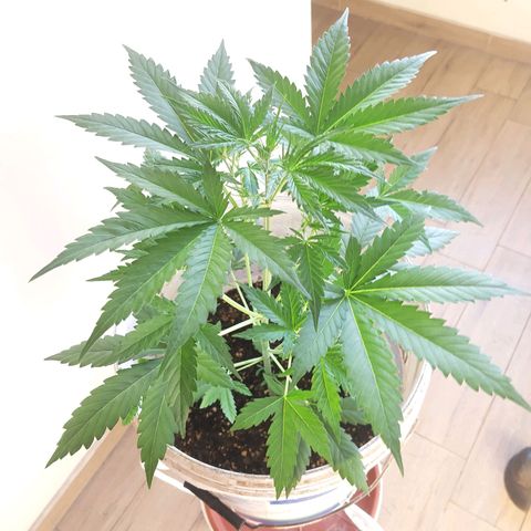 Assorted auto buddha seed  growlog timeline photo