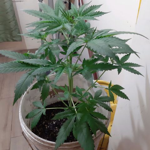 Assorted auto buddha seed  growlog timeline photo