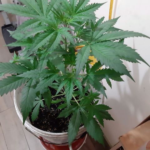 Assorted auto buddha seed  growlog timeline photo