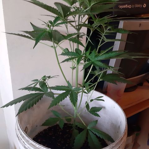 Assorted auto buddha seed  growlog timeline photo