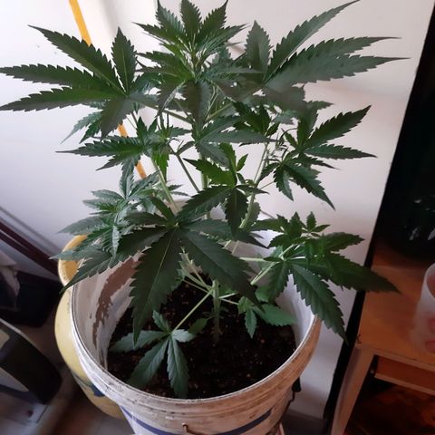 Assorted auto buddha seed  growlog timeline photo