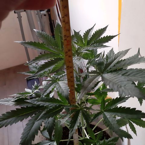 Assorted auto buddha seed  growlog timeline photo