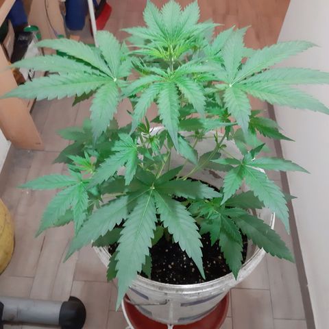 Assorted auto buddha seed  growlog timeline photo