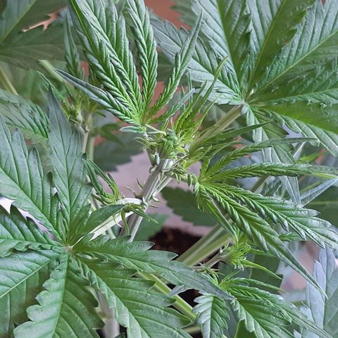 Assorted auto buddha seed  growlog timeline photo