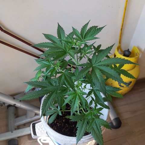 Assorted auto buddha seed  growlog timeline photo