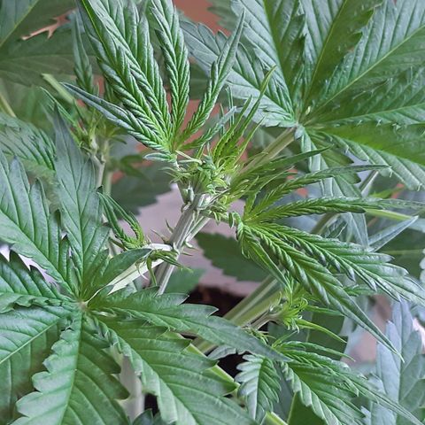 Assorted auto buddha seed  growlog timeline photo