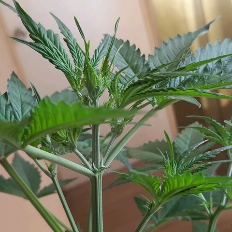 Assorted auto buddha seed  growlog timeline photo