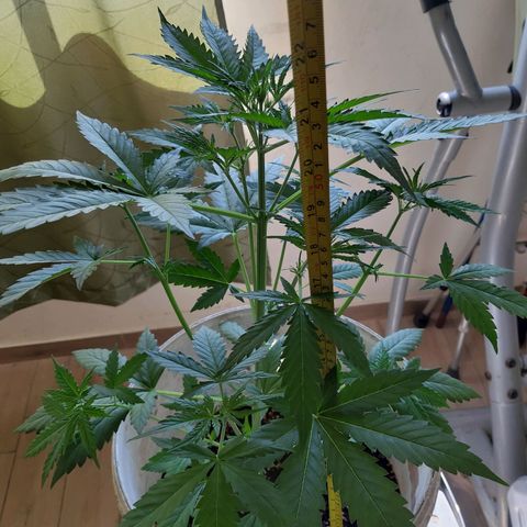 Assorted auto buddha seed  growlog timeline photo