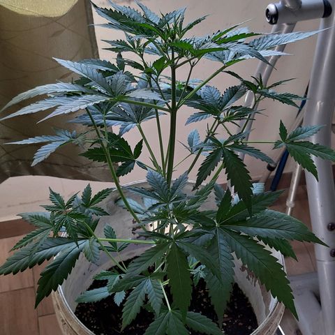 Assorted auto buddha seed  growlog timeline photo