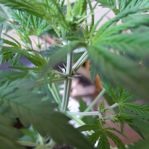 Assorted auto buddha seed  growlog timeline photo