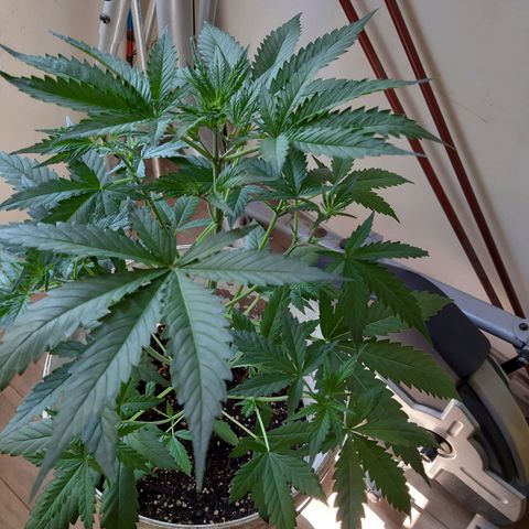 Assorted auto buddha seed  growlog timeline photo