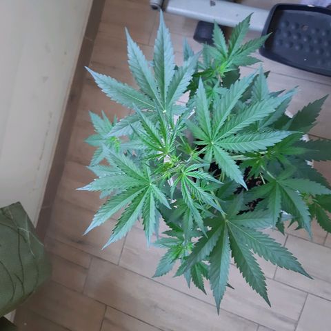 Assorted auto buddha seed  growlog timeline photo