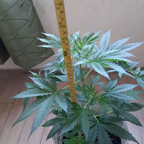 Assorted auto buddha seed  growlog timeline photo