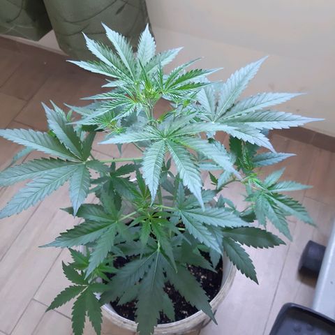 Assorted auto buddha seed  growlog timeline photo