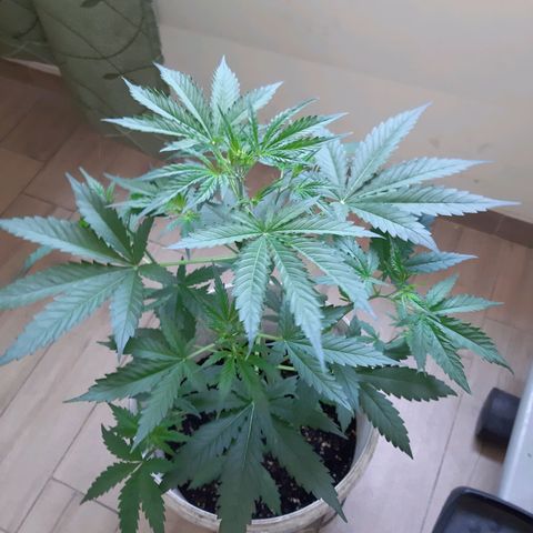 Assorted auto buddha seed  growlog timeline photo