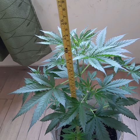 Assorted auto buddha seed  growlog timeline photo
