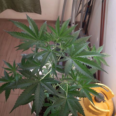 Assorted auto buddha seed  growlog timeline photo