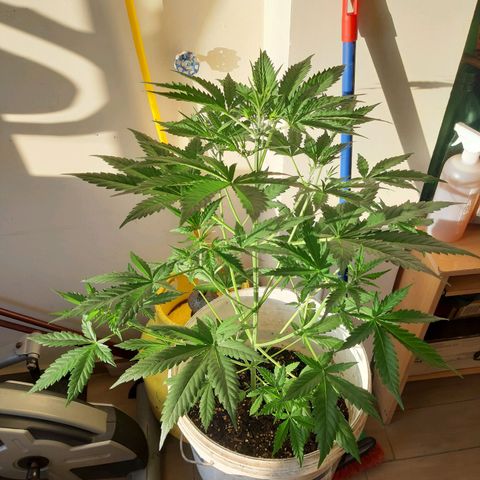 Assorted auto buddha seed  growlog timeline photo