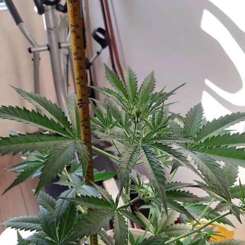 Assorted auto buddha seed  growlog timeline photo