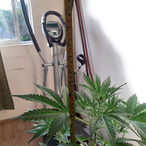 Assorted auto buddha seed  growlog timeline photo