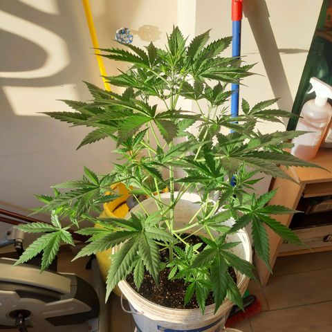 Assorted auto buddha seed  growlog timeline photo