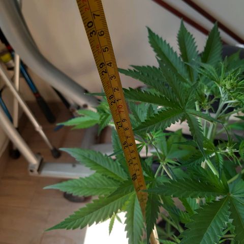 Assorted auto buddha seed  growlog timeline photo