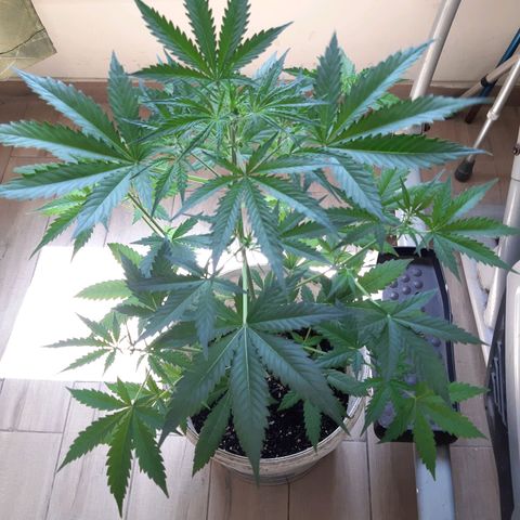 Assorted auto buddha seed  growlog timeline photo