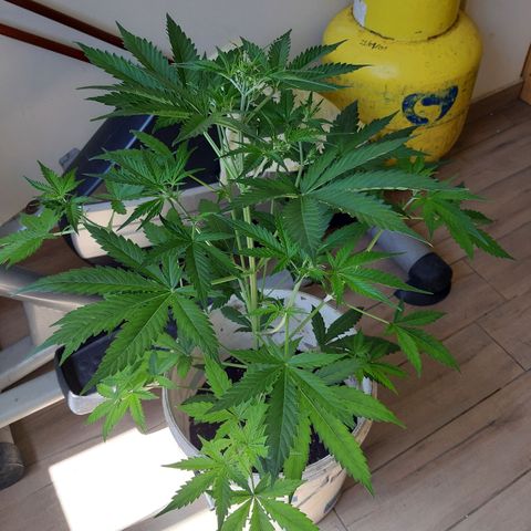 Assorted auto buddha seed  growlog timeline photo