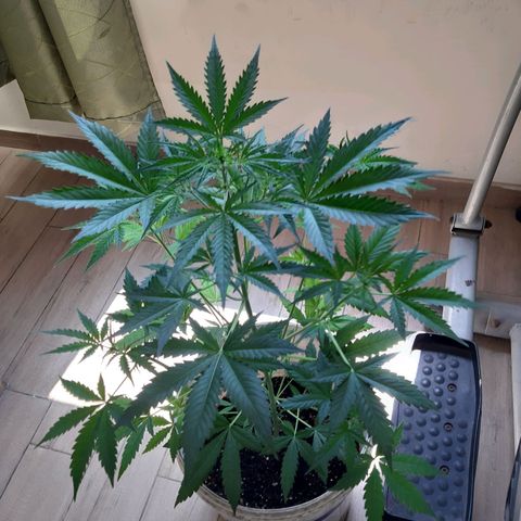 Assorted auto buddha seed  growlog timeline photo