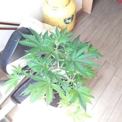 Assorted auto buddha seed  growlog timeline photo